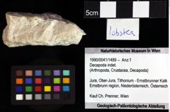 Foto (Objket + Etiketten) von Longodromites angustus (Reuss, 1858) 